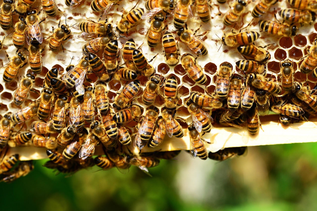 DIY Beeswax Food Wraps: A Plastic-Free Kitchen Swap